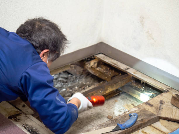 Best Office Mold Removal Services  in Wright City, MO