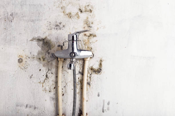 Best Emergency Mold Removal  in Wright City, MO