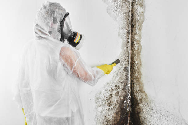 Professional Mold Removal in Wright City, MO