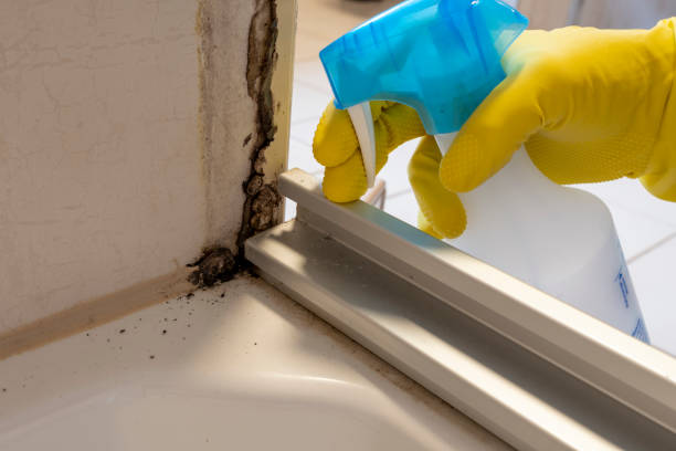 Best Mold Remediation Services  in Wright City, MO