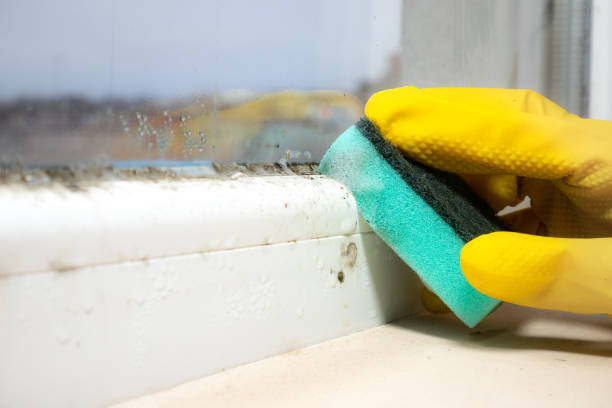 Best Mold Testing  in Wright City, MO