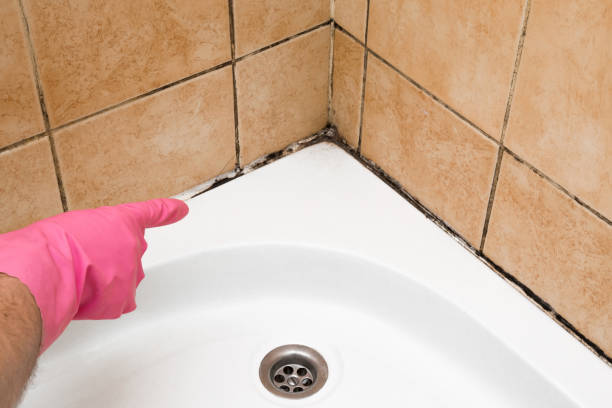 Best Best Mold Removal Companies  in Wright City, MO