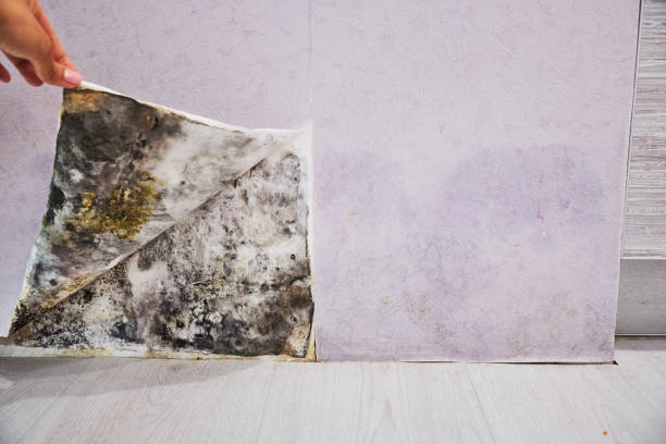 Best Local Mold Removal Service  in Wright City, MO
